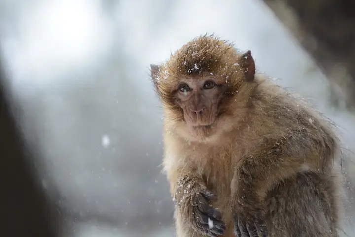 Meet the Barbary Macaques
