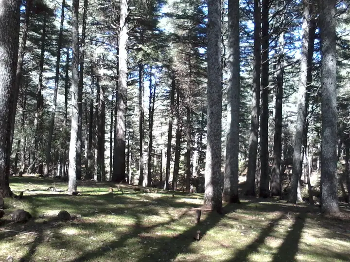Discover the Cedar Forests
