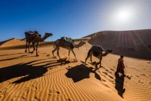 explore our morocco tours: camels on desert dunes