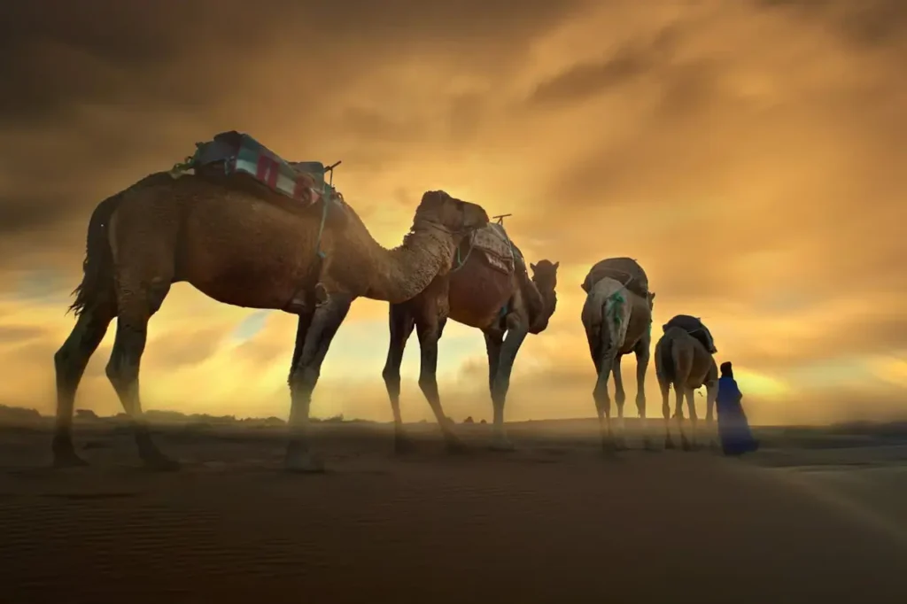 camel caravane on the desert dunes, travel real morocco