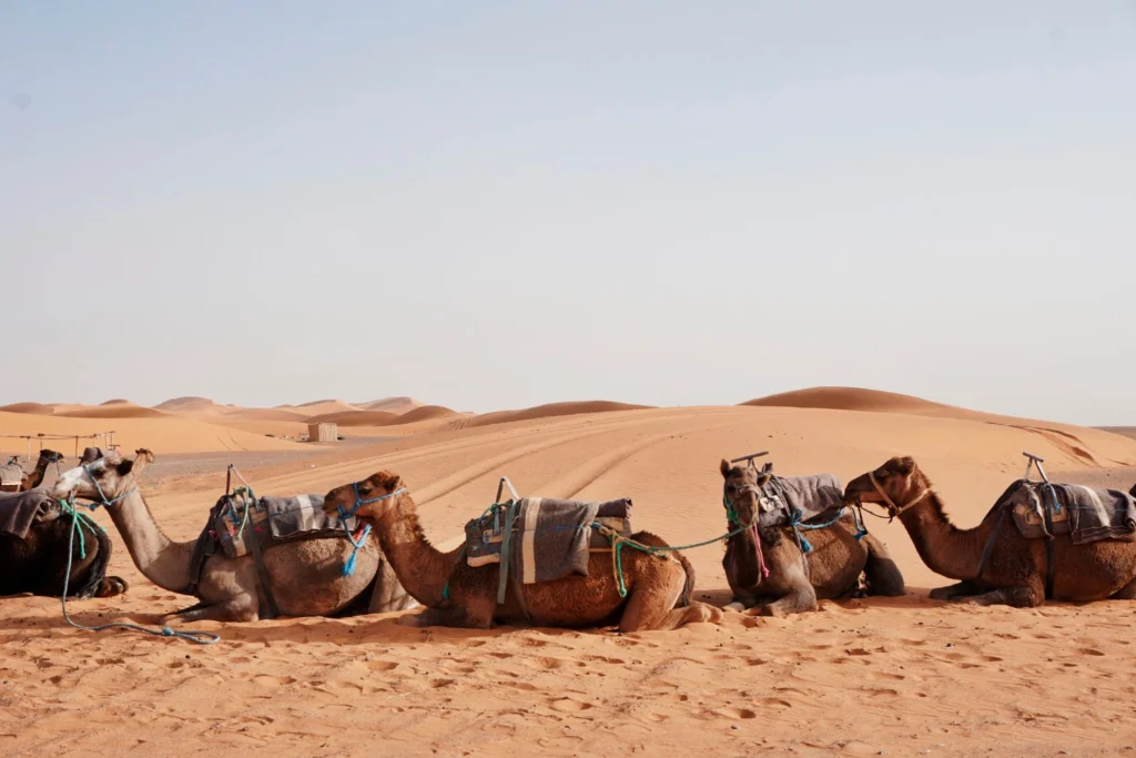 8-Day Sahara Trek from Marrakesh M'Hamid & Erg Chigaga